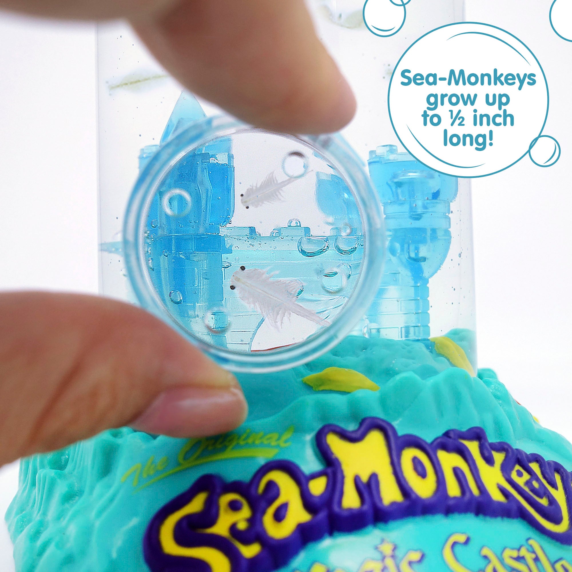 Fingers holding a small magnifying glass up to the aquarium. Two magnified Sea-Monkeys are visble. There is a callout in a circle that reads "Sea-Monkeys grow up to 1/2 inch long!"